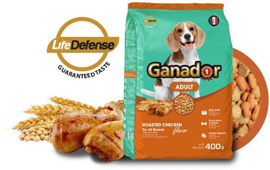 Hạt Ganador Adult Cho Chó Trưởng Thành Vị Gà Quay - Paddy Pet Shop